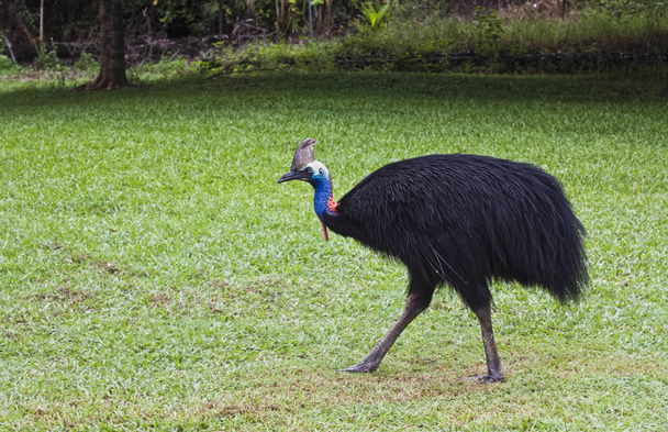 a cassowary male - Фото, изображение