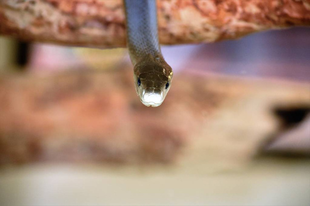 Serpente Mamba nero orientale che viene verso la fotocamera
  - Foto, immagini