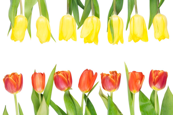 Red tulips lie opposite yellow, on white background - Фото, зображення