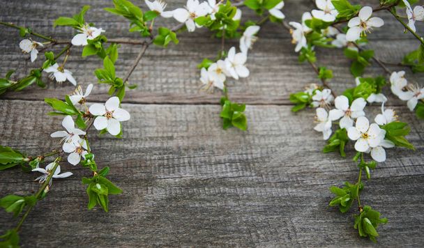Flor de cerejas de primavera
 - Foto, Imagem