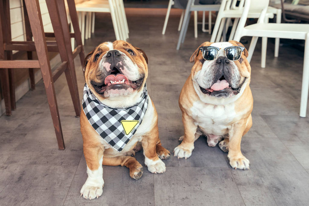 Two cool English bulldogs - Fotoğraf, Görsel