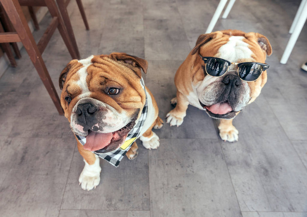 Cute English bulldogs - Fotoğraf, Görsel