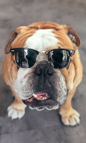Portrait of cool Bulldog - Foto, afbeelding
