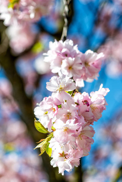  Beautiful cherry blossom sakura in spring time over blue sky. - Zdjęcie, obraz