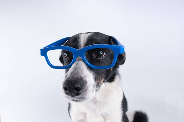 Retrato de close-up de cão com calculadora
 - Foto, Imagem