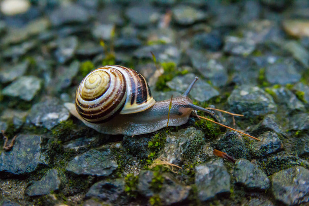 escargot rampant sur une texture rocheuse dure dans le jardin. escargot rayé brun se promenant dans le jardin par temps de pluie
 - Photo, image