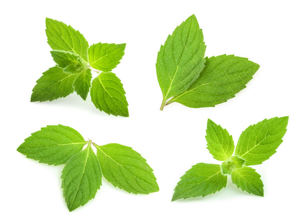 mint leaves isolated. set - Photo, Image