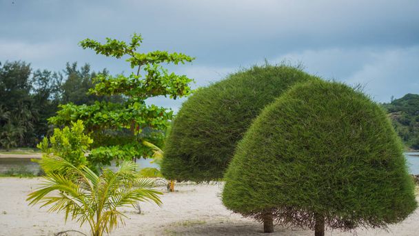 tropische Bäume an der Küste. phangan, thailand. - Foto, Bild