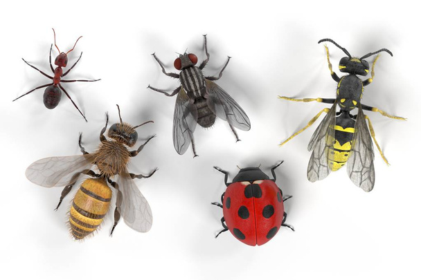 realistische 3D-Darstellung von gängigen Insekten - Foto, Bild