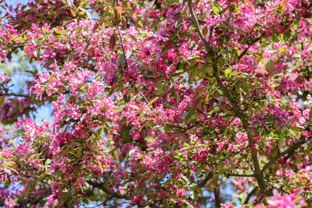 春の開花リンゴの木 - 写真・画像