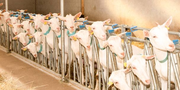Chèvres domestiques à la ferme en attente de nourriture
 - Photo, image