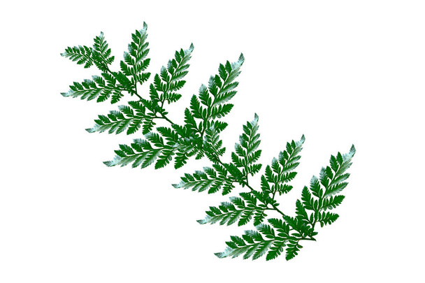 Green foliage of a branch of fern isolated on white background. - Photo, Image