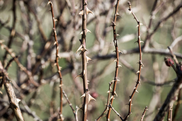 Kuşburnu vitamin bol olan Kuşburnu ağacında - Fotoğraf, Görsel