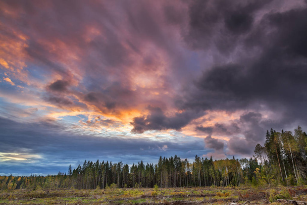Ліс і околиці під драматичним небом на заході сонця
 - Фото, зображення