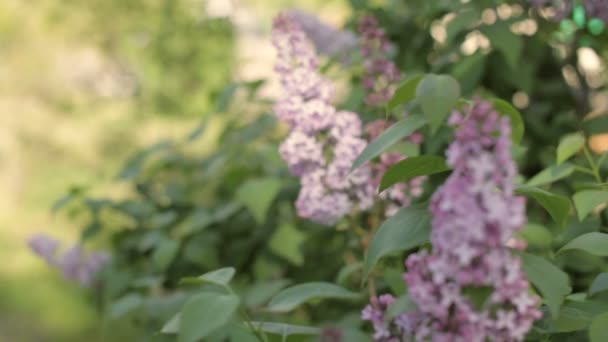 Lilac branch swaying in the wind - Felvétel, videó