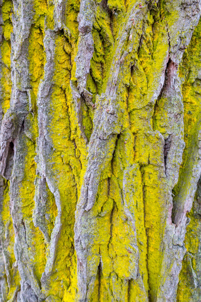 Common orange lichen on the bark of an oak tree - Photo, Image