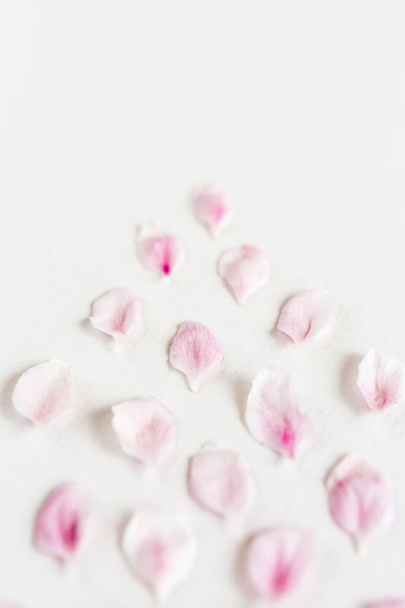 close up of light and soft sacura petals on white background. Concept of love. feeling of spring. - Fotó, kép