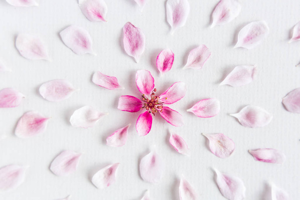 top view on part of round pattern of sacura flowers laying on white background. Concept of love and spring. Dof on sacura flowers. Flat lay. - Photo, Image