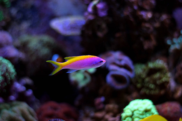 Anthias Evansi риби
 - Фото, зображення