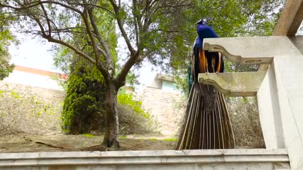 Belo pavão azul sentado na coluna
 - Filmagem, Vídeo