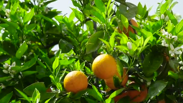 Kukkiva appelsiinipuu täyteläisillä hedelmillä. Sulje se.
 - Materiaali, video