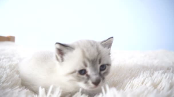 little kitten on a fluffy blanket - Πλάνα, βίντεο