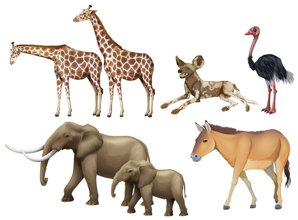 Five types of wild animals - Vector, Image