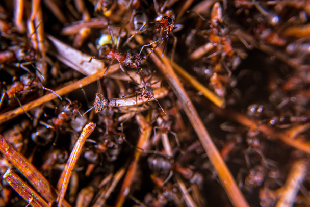 Red wood ant - Photo, Image