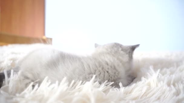 kitten with blue eyes - Filmati, video