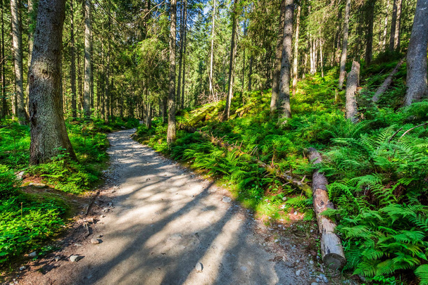 Forest trail in sunny day, Poland, Europe - Foto, Imagen