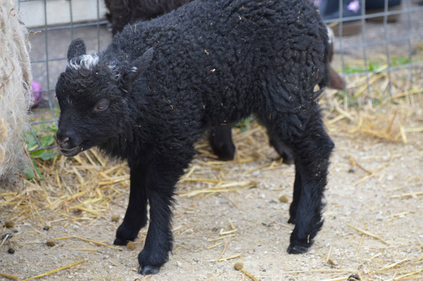 Lambs at the farm - Photo, Image