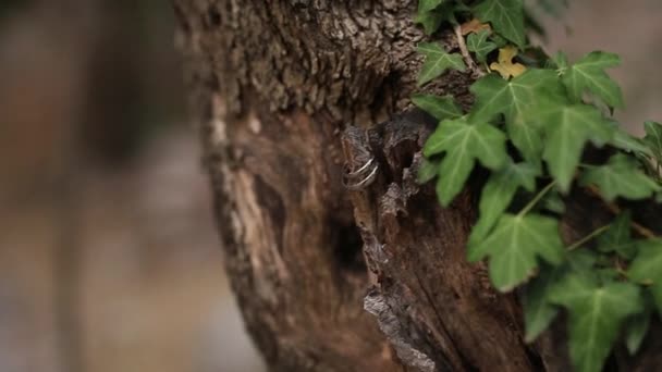 Wedding rings on a tree bark. Jewelry at wedding - Footage, Video