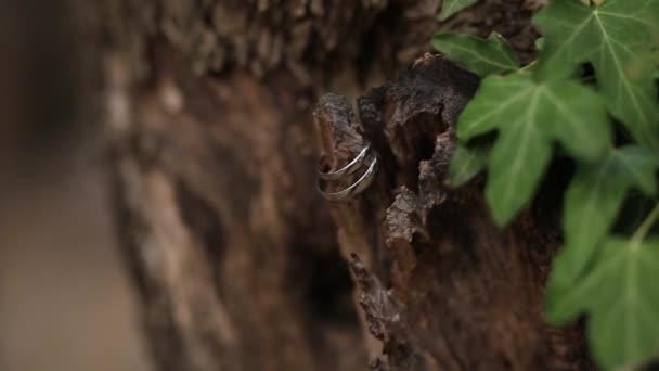 Wedding rings on a tree bark. Jewelry at wedding - Footage, Video