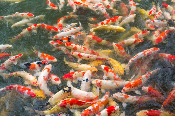 Etetés fish ponty a tóban  - Fotó, kép