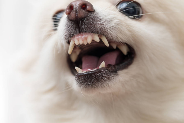Irated white pomeranian dog - Фото, изображение