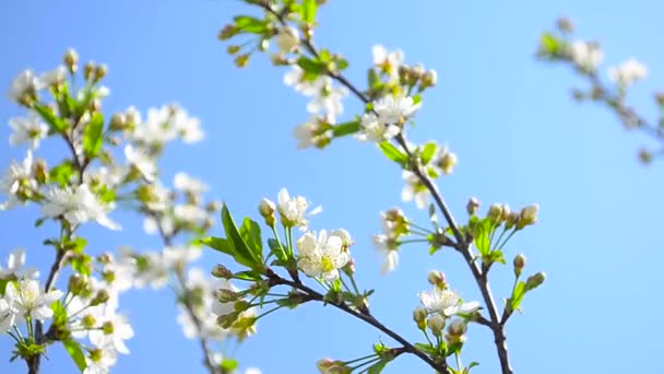 branches of blooming white cherry blossom in garden swinging on the background of blue sky - Footage, Video