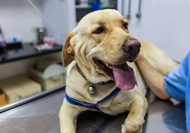 Eläinlääkäri Tutkiminen ja antaa IV sairaan Labrador koira
. - Valokuva, kuva