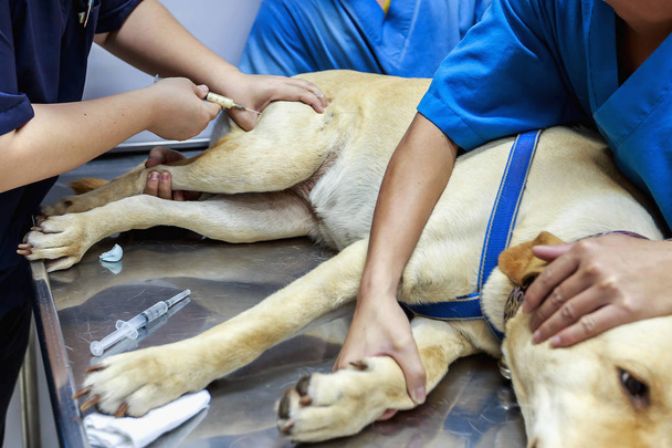 Tierarzt untersucht und verabreicht einem kranken Labrador-Hund ein Iv. - Foto, Bild