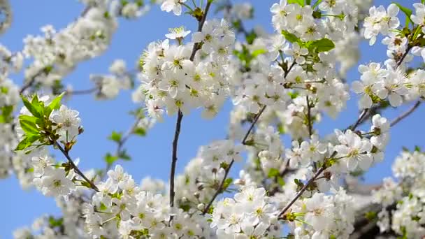kwitnienia wiśniowe drzewo przeciw błękitne niebo, piękne białe kwiaty na drzewie w spring garden - Materiał filmowy, wideo