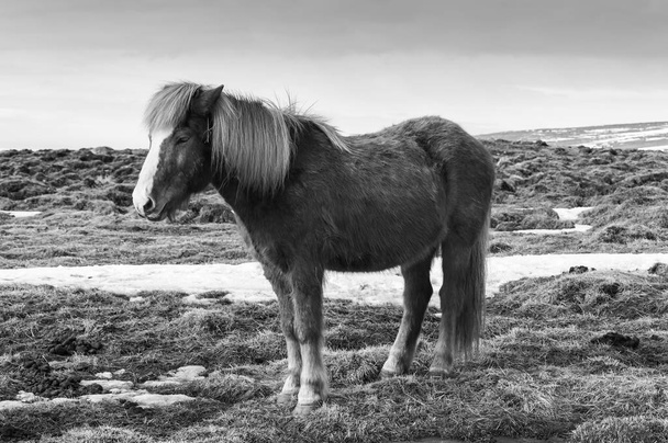 自然なアイスランドの馬、南部アイスランドの美しさ - 写真・画像