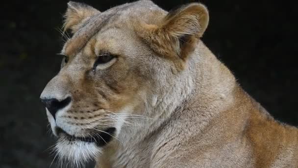 Nahaufnahme Porträt der afrikanischen Löwin, Löwenweibchen - Filmmaterial, Video