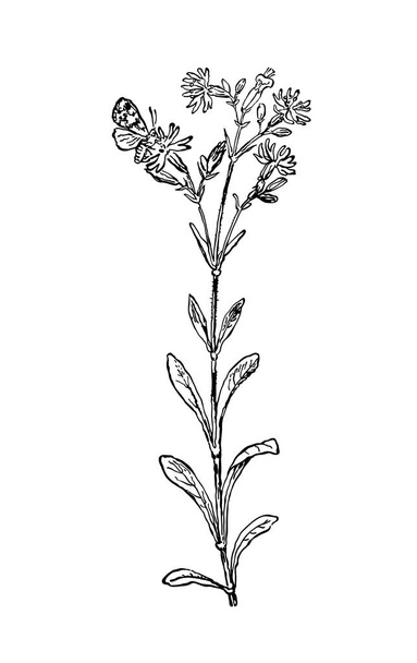 Plants of dry meadows. Vector plant isolated on white background. Botanical illustration - Vektor, obrázek