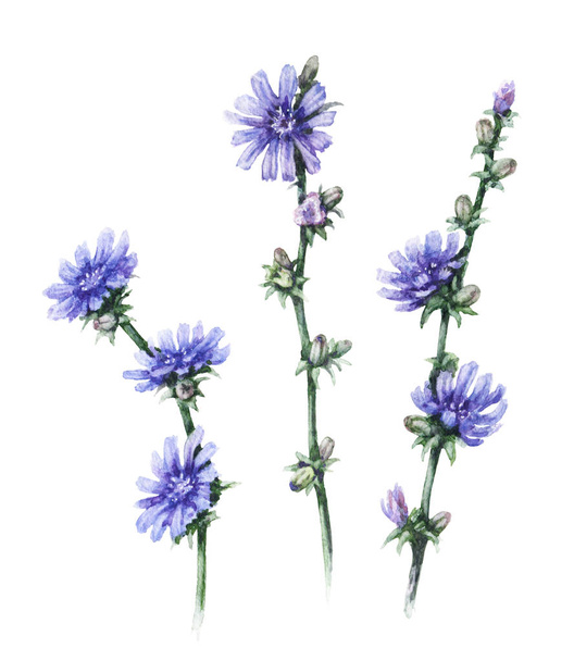 Chicory Flowers Set - Photo, image
