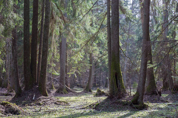 Eski kızılağaç ağaçlar bahar orman önünde - Fotoğraf, Görsel