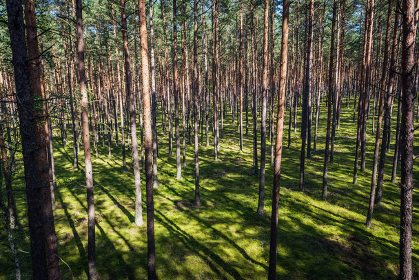 Foresta in Polonia
 - Foto, immagini