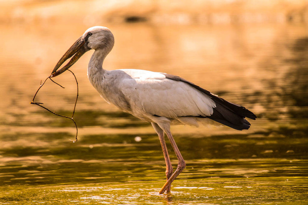 Asian Open bill stork bird - Photo, Image