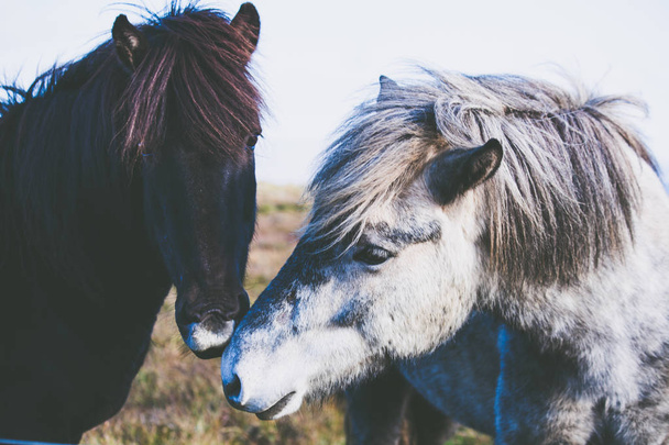 Horses on colourful meadow in Iceland. - Фото, зображення