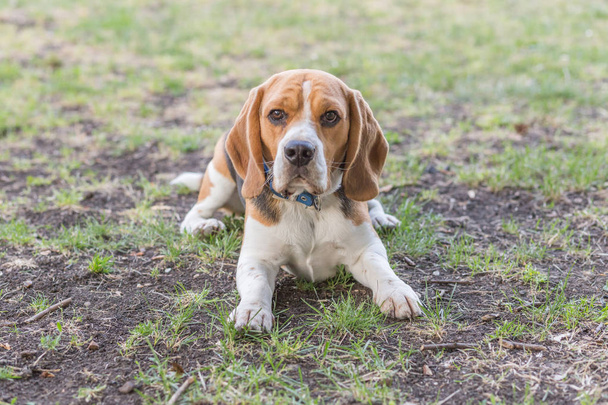 Angielski Beagle - kolor obrazu - Zdjęcie, obraz