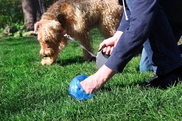 Hombre Recogiendo / limpiando excrementos de perro
 - Foto, Imagen