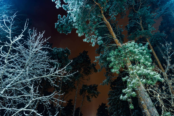 trees covered with snow in the winter night - Φωτογραφία, εικόνα